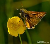 Large Skipper